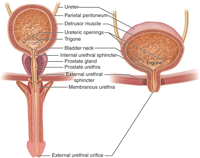 Cenveo Drawing Male And Female Urinary Tract English Labels Anatomytool